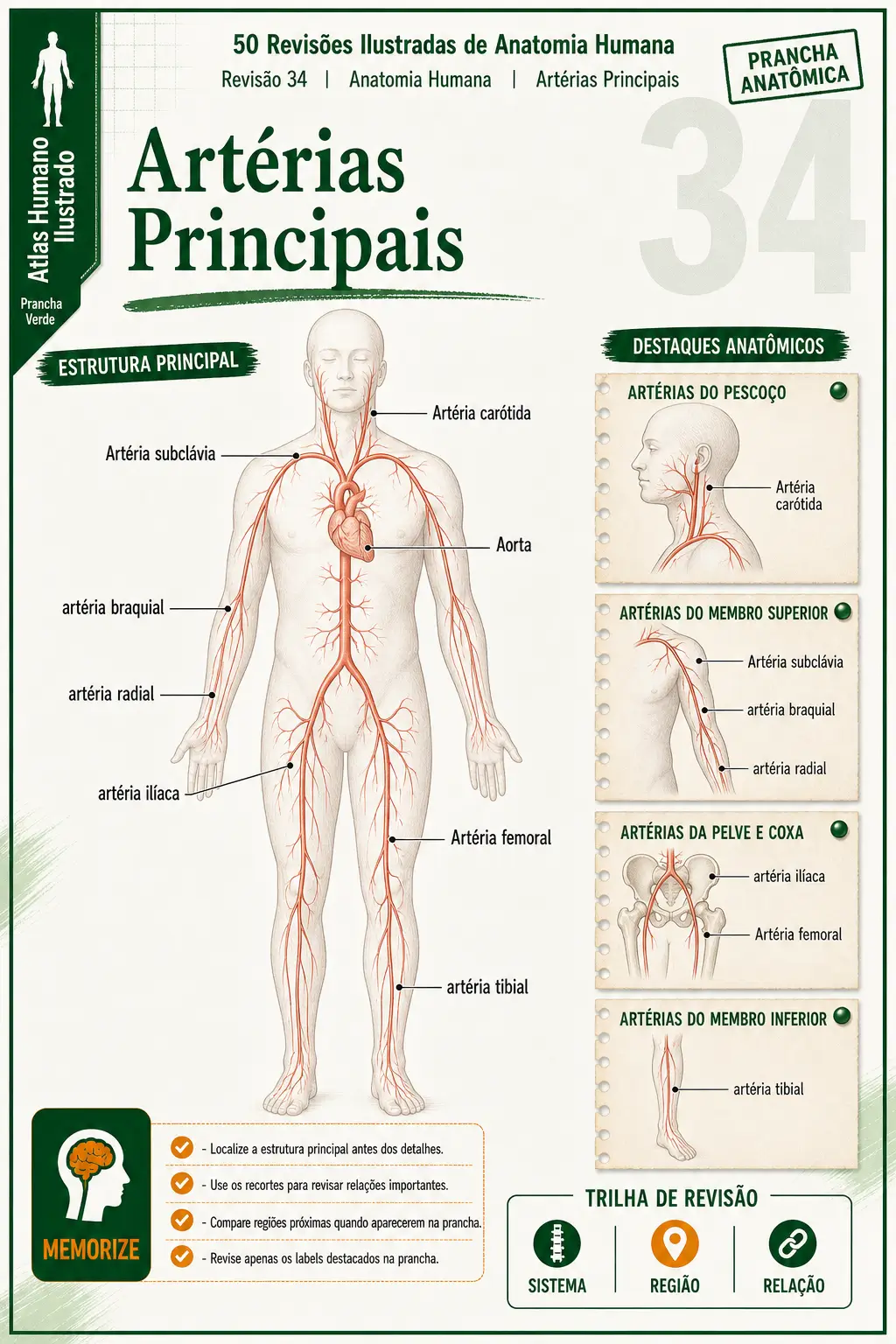 Prévia 1 das revisões ilustradas de Anatomia Humana