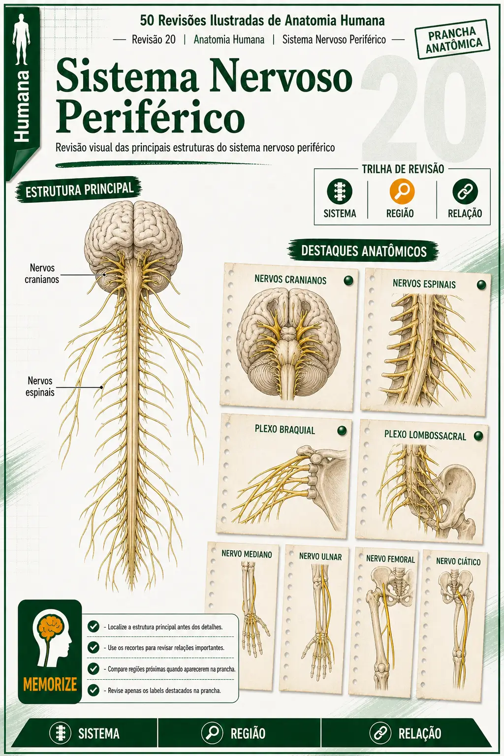 Prévia 2 das revisões ilustradas de Anatomia Humana