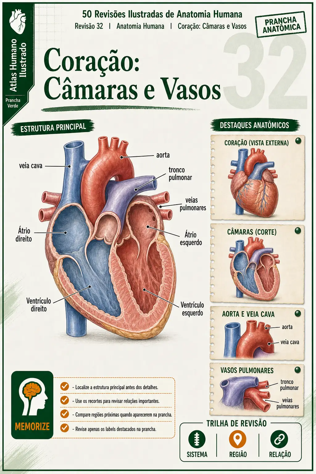 Prévia 3 das revisões ilustradas de Anatomia Humana