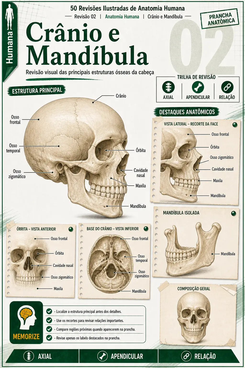 Prévia 4 das revisões ilustradas de Anatomia Humana