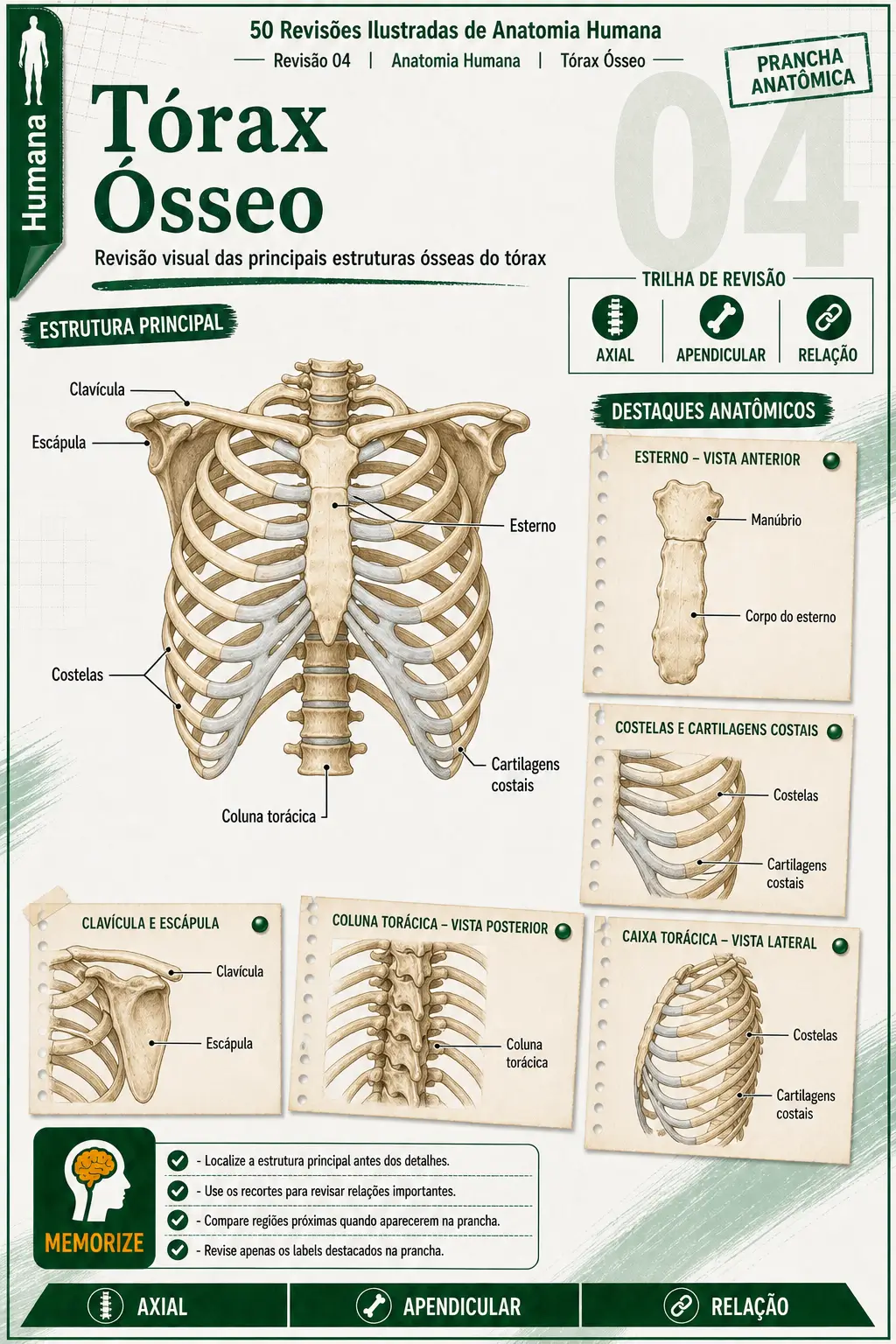 Prévia 5 das revisões ilustradas de Anatomia Humana