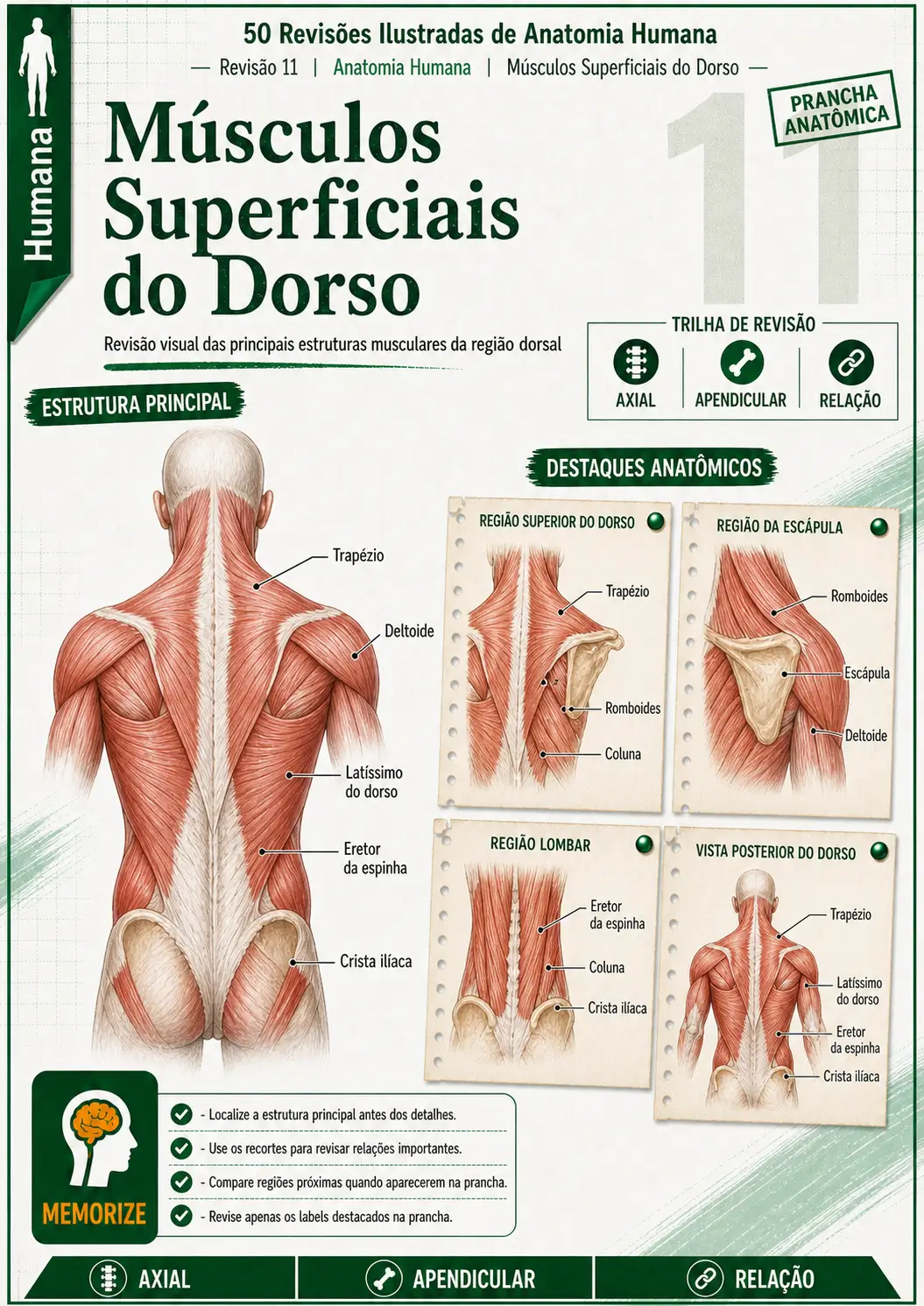 Prévia 6 das revisões ilustradas de Anatomia Humana