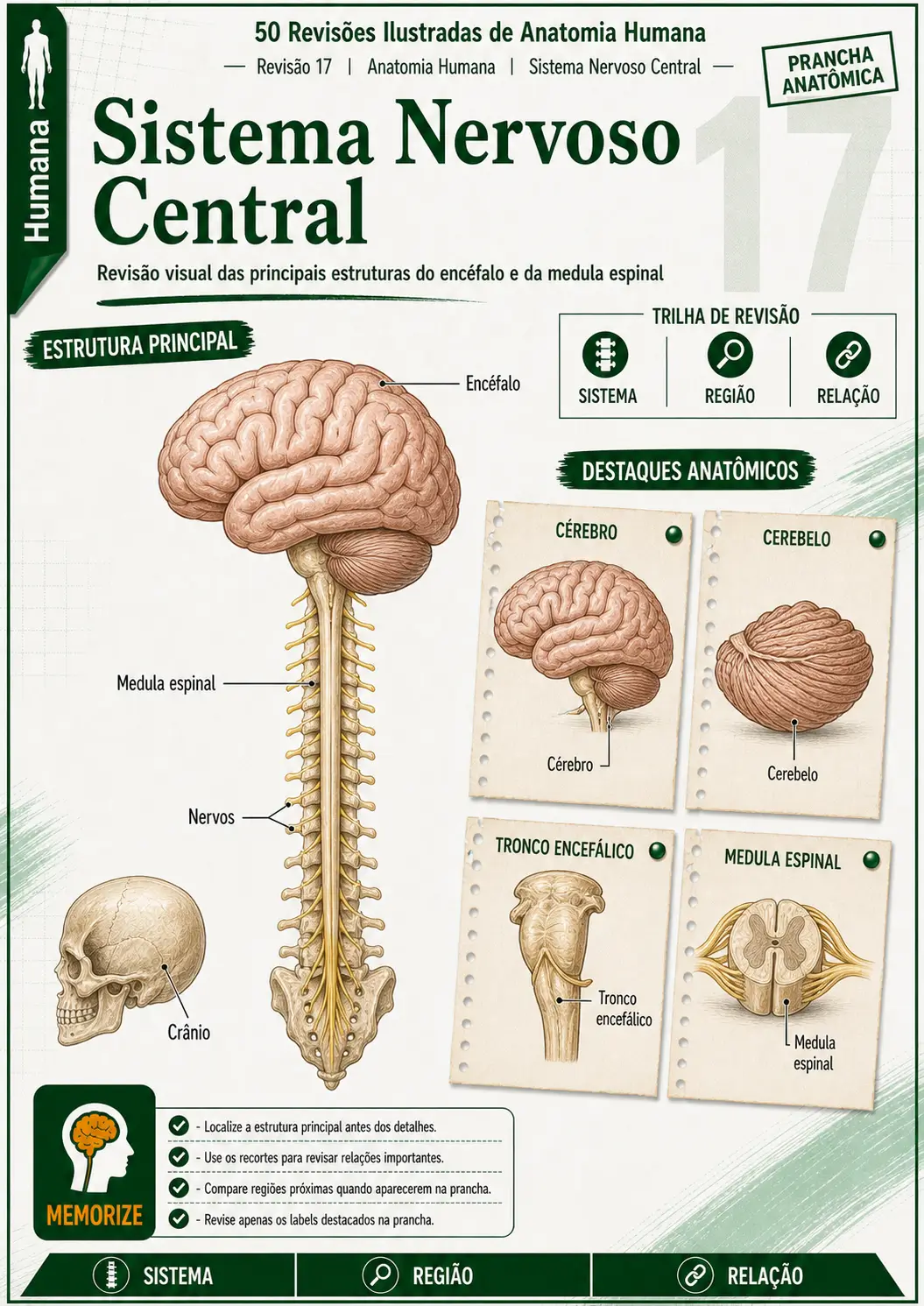 Prévia 7 das revisões ilustradas de Anatomia Humana